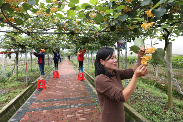 生態(tài)果園 家門口的“扶貧工廠”，結(jié)出致富“甜蜜果”