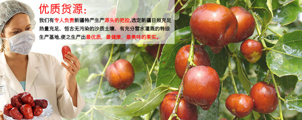 五星和田駿棗 從枝頭到舌尖的甜蜜饋贈——藏天崗農(nóng)社的品質(zhì)堅(jiān)守
